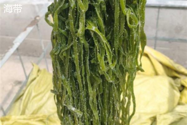 海藻植物有哪些生存本领，有些藻类可产生雌、雄配子