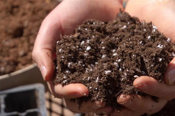 石斛盆景怎么养，可分株、扦插或分芽繁殖