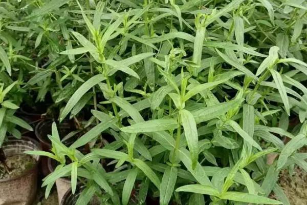 千屈菜怎么繁殖，以播种、扦插、分株为主