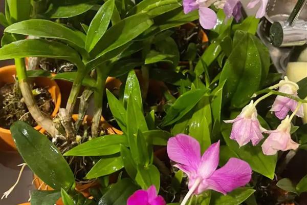 石斛盆景怎么养，可分株、扦插或分芽繁殖