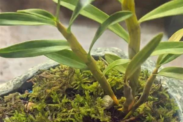 石斛盆景怎么养，可分株、扦插或分芽繁殖