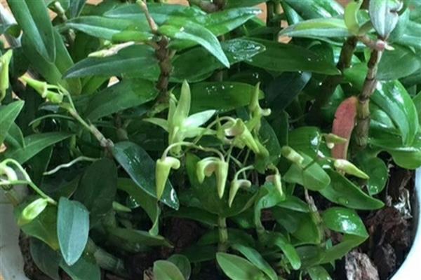 石斛盆景怎么养，可分株、扦插或分芽繁殖