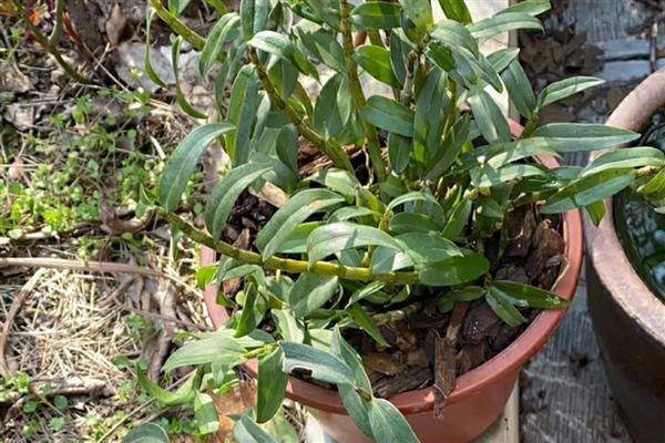 石斛盆景怎么养，可分株、扦插或分芽繁殖