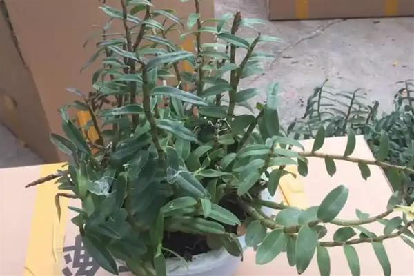 石斛盆景怎么养，可分株、扦插或分芽繁殖