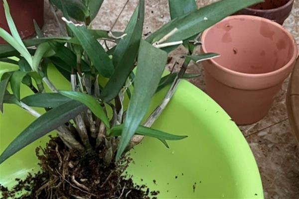 石斛盆景怎么养，可分株、扦插或分芽繁殖