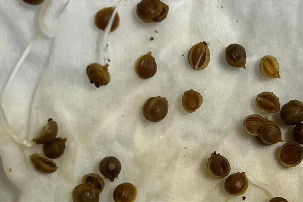 香菜什么时候种植，在春秋季节栽培可提升品质