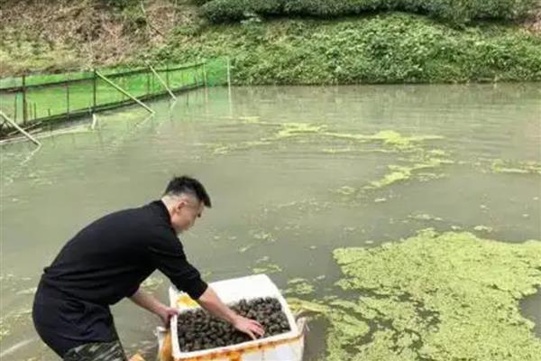 田螺养殖技术，适宜的生长温度为20-25°C
