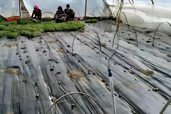 甜瓜的种植管理技术，定植前必须提前扣棚增地温