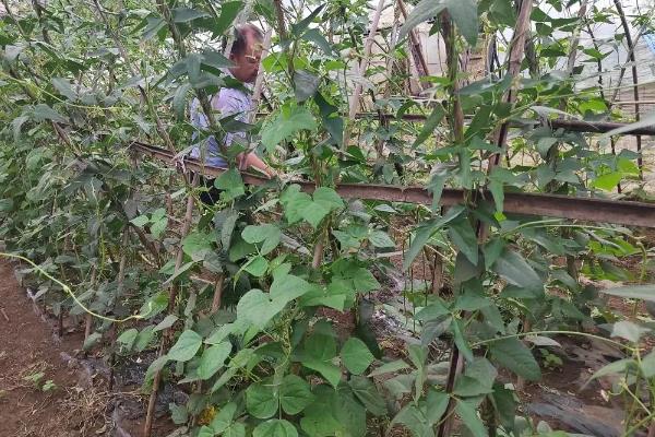 豆角为什么会卷叶，缺光、水肥不足、病虫危害均会导致