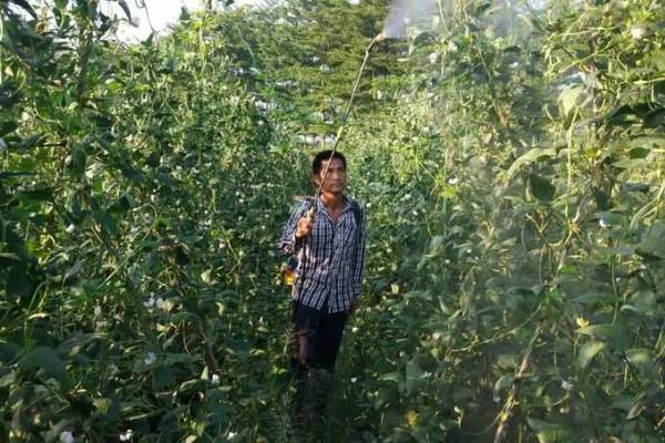 豆角为什么会卷叶，缺光、水肥不足、病虫危害均会导致