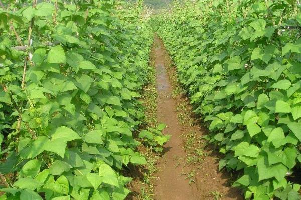 豆角为什么会卷叶，缺光、水肥不足、病虫危害均会导致