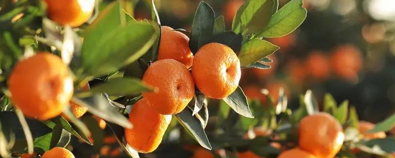 脐橙幼树如何控花，可调整肥料并喷施药剂