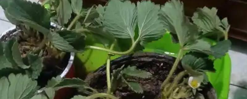 草莓苗怎样判断是否死了，植株完全干枯则代表死了