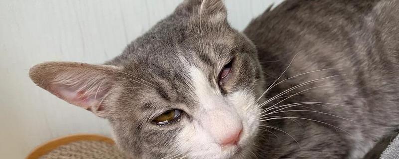 猫疱疹病毒是什么引起的，主要是通过接触传染引起