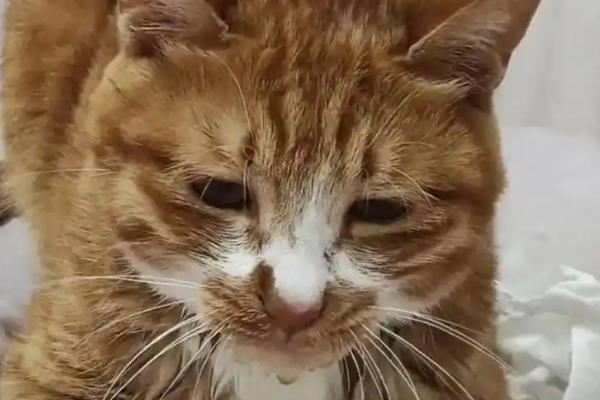 猫疱疹病毒是什么引起的，主要是通过接触传染引起