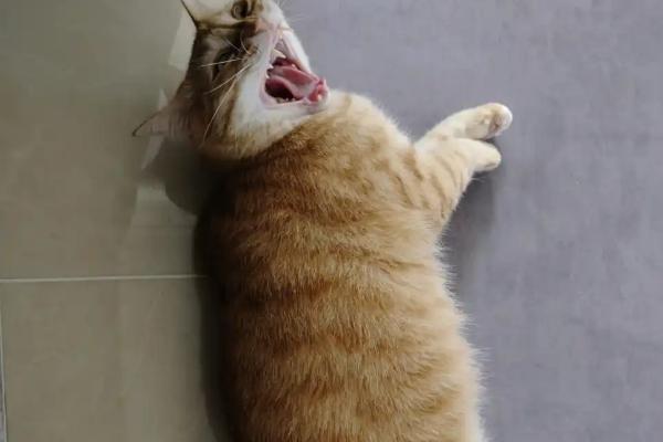 猫疱疹病毒是什么引起的，主要是通过接触传染引起