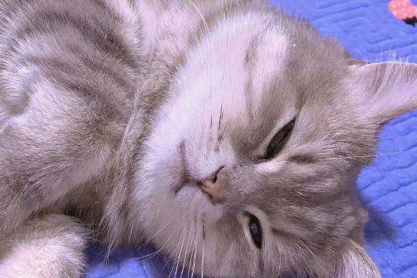 猫疱疹病毒是什么引起的，主要是通过接触传染引起