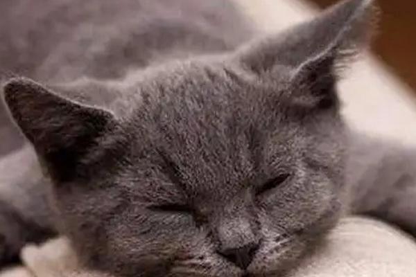 猫疱疹病毒是什么引起的，主要是通过接触传染引起