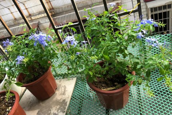 养殖蓝雪花用什么土壤，用木屑、草木灰、泥炭土配制