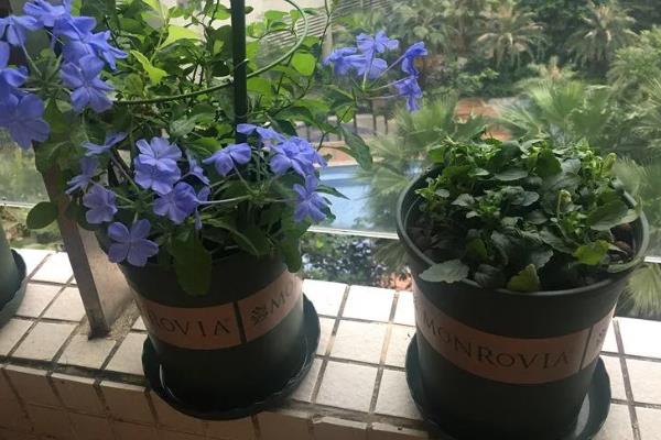 养殖蓝雪花用什么土壤，用木屑、草木灰、泥炭土配制