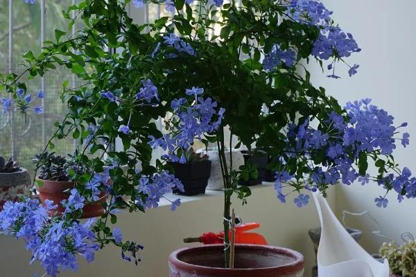 养殖蓝雪花用什么土壤，用木屑、草木灰、泥炭土配制