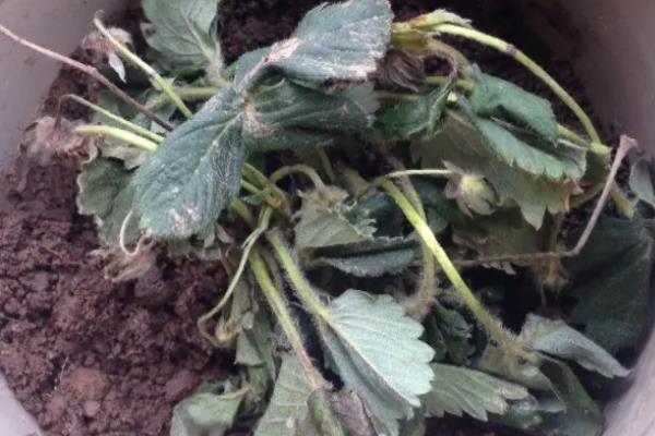 草莓苗怎样判断是否死了，植株完全干枯则代表死了