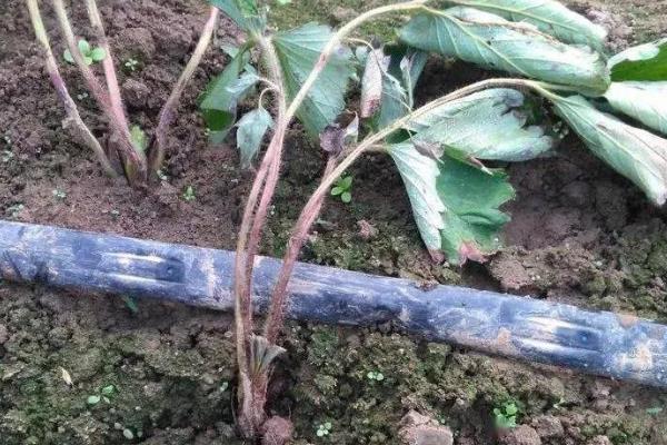 草莓苗怎样判断是否死了，植株完全干枯则代表死了