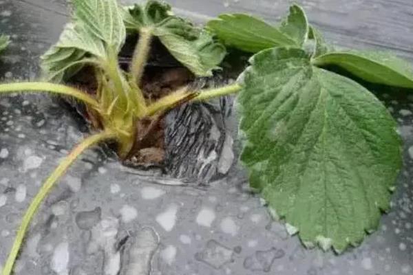 草莓苗怎样判断是否死了，植株完全干枯则代表死了