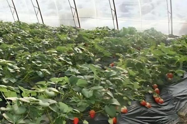 草莓苗怎样判断是否死了，植株完全干枯则代表死了