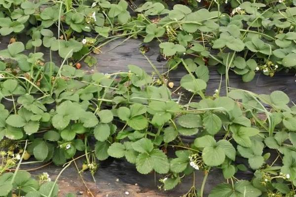 草莓苗怎样判断是否死了，植株完全干枯则代表死了