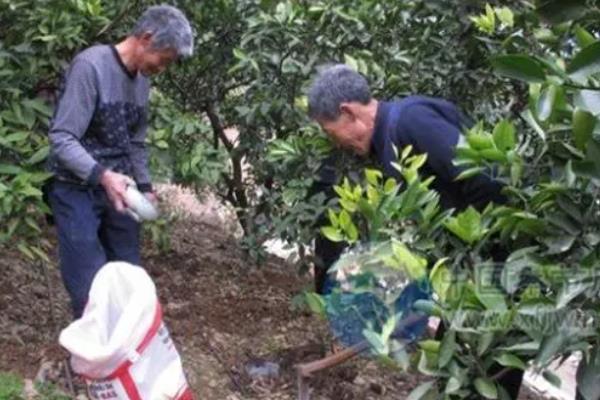 脐橙幼树如何控花，可调整肥料并喷施药剂