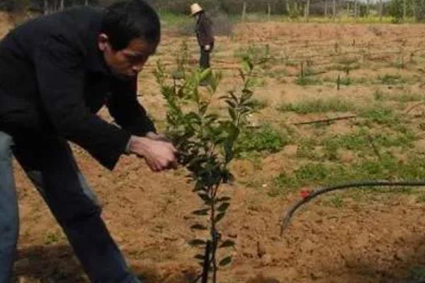 脐橙幼树如何控花，可调整肥料并喷施药剂
