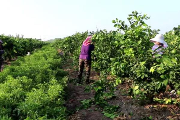 脐橙幼树如何控花，可调整肥料并喷施药剂