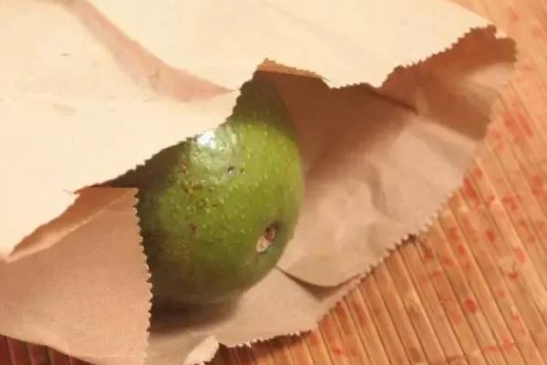 牛油果的催熟方法，用牛皮纸包裹后会逐渐成熟