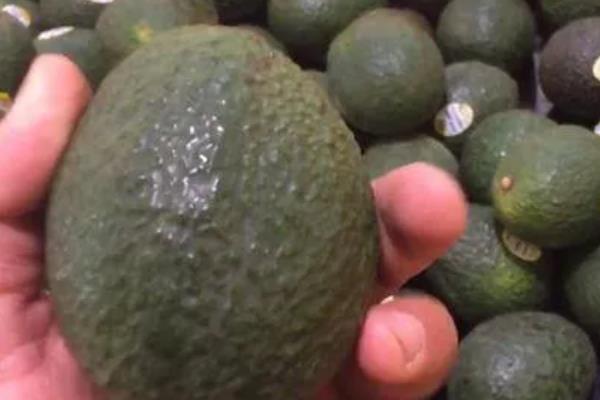 牛油果的催熟方法，用牛皮纸包裹后会逐渐成熟