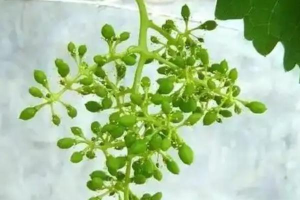 葡萄为什么会干瘪萎缩，过度施肥会烧苗导致果实干瘪枯萎