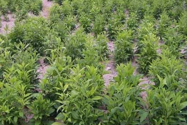 苍术死苗烂根用哪种药，可使用腐烂净加枯黄立克等