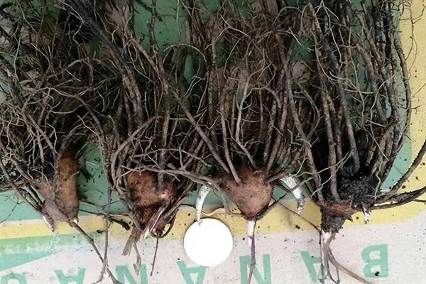 苍术死苗烂根用哪种药，可使用腐烂净加枯黄立克等