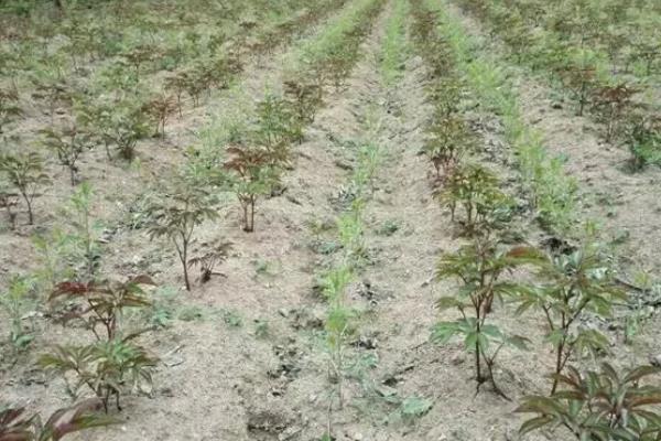 苍术死苗烂根用哪种药，可使用腐烂净加枯黄立克等