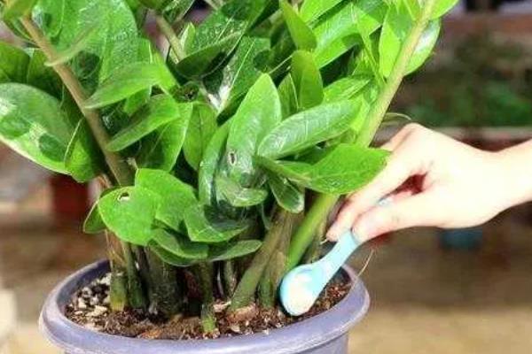 金钱树冬季好不好养，保持适宜的温度就能安全越冬
