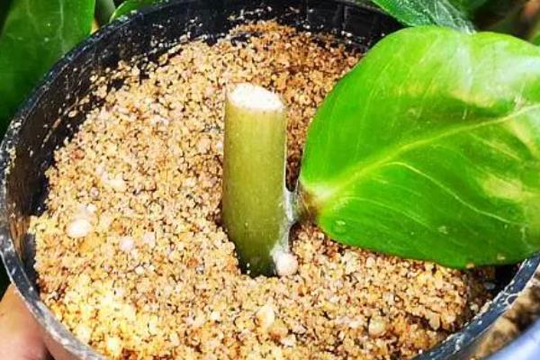 金钱树冬季好不好养，保持适宜的温度就能安全越冬