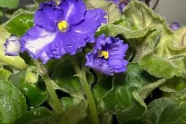 种植紫罗兰什么时候播种，适合在8-10月份进行