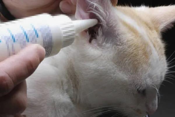 怎么清洁猫咪的耳道，控制身体后再使用舒耳乐