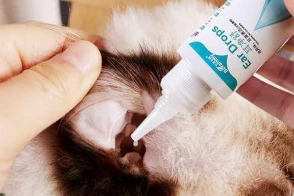 怎么清洁猫咪的耳道，控制身体后再使用舒耳乐