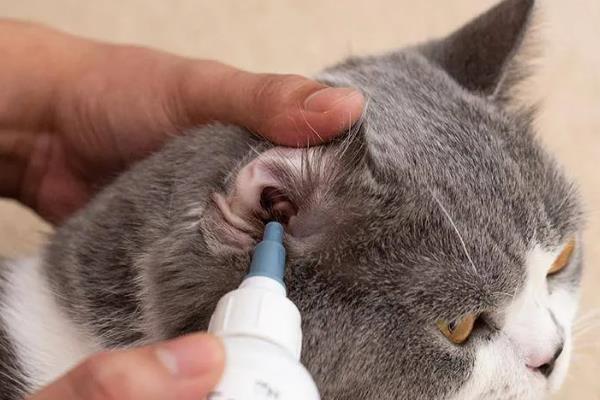 怎么清洁猫咪的耳道，控制身体后再使用舒耳乐