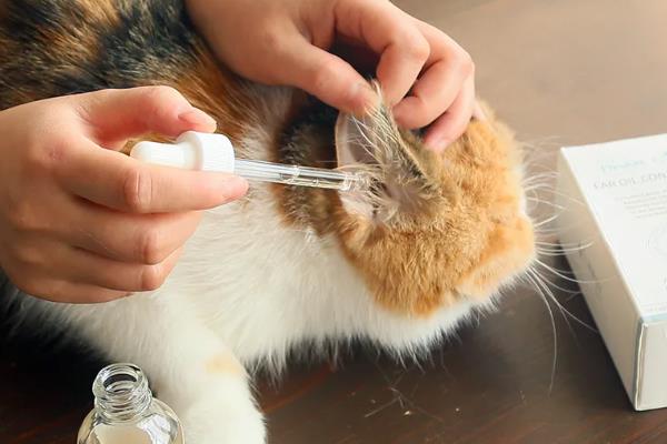 怎么清洁猫咪的耳道，控制身体后再使用舒耳乐