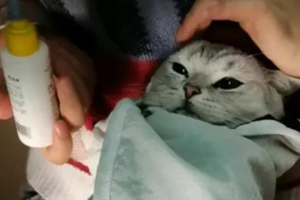 怎么清洁猫咪的耳道，控制身体后再使用舒耳乐