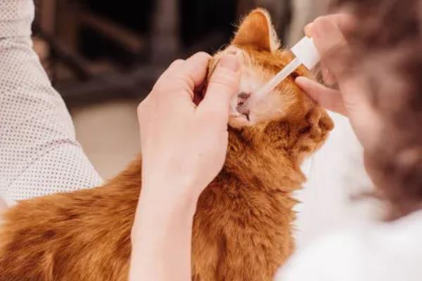 怎么清洁猫咪的耳道，控制身体后再使用舒耳乐