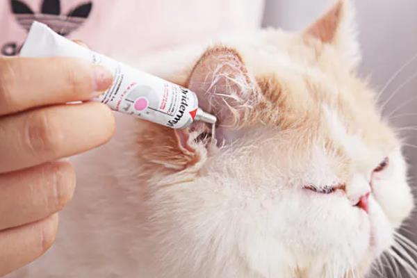 怎么清洁猫咪的耳道，控制身体后再使用舒耳乐