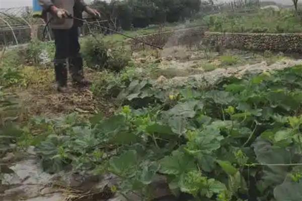 怎么避免冬瓜裂瓜，膨大期喷施硫酸锌可增强抗裂能力